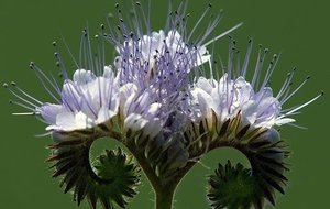  la PHACELIE est un engrais  vert , et très bonne pour les abeilles