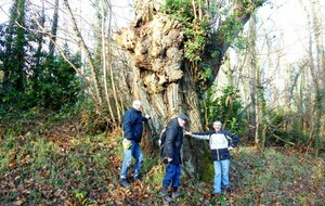 Le châtaigner 200ans  les trois bonshommes aussi!